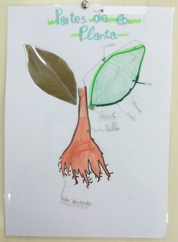 partes-de-la-planta-a